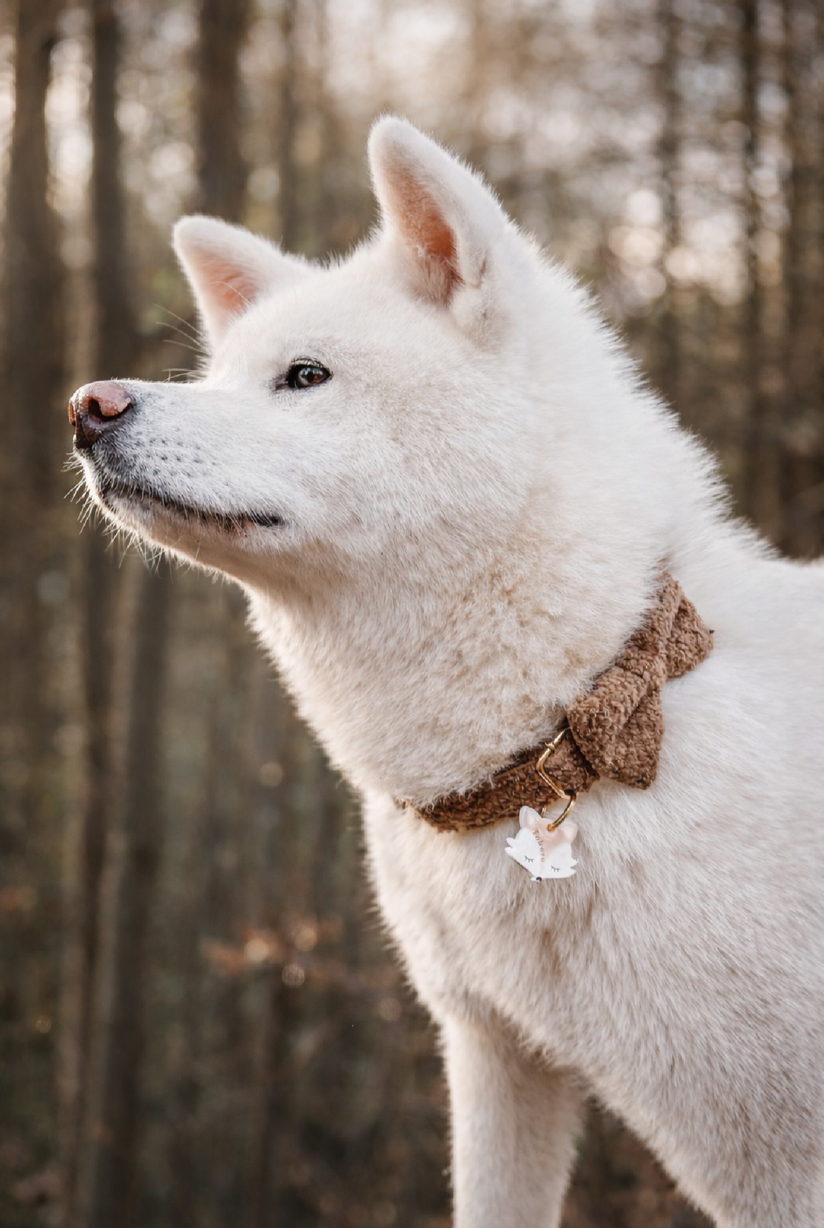 Déclinaison du modèle « Renard » Beige