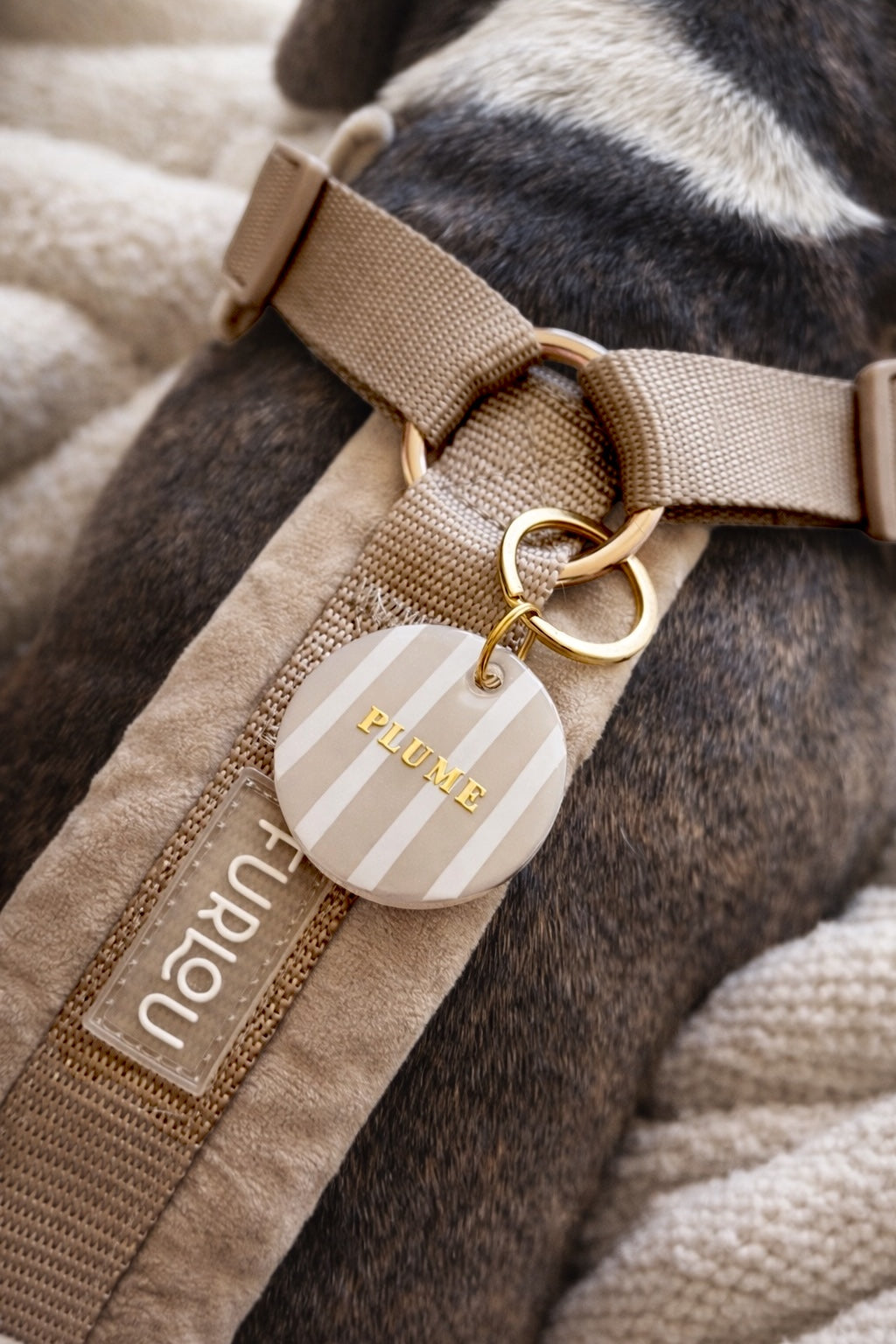 Déclinaison du modèle « Cozy » différents coloris