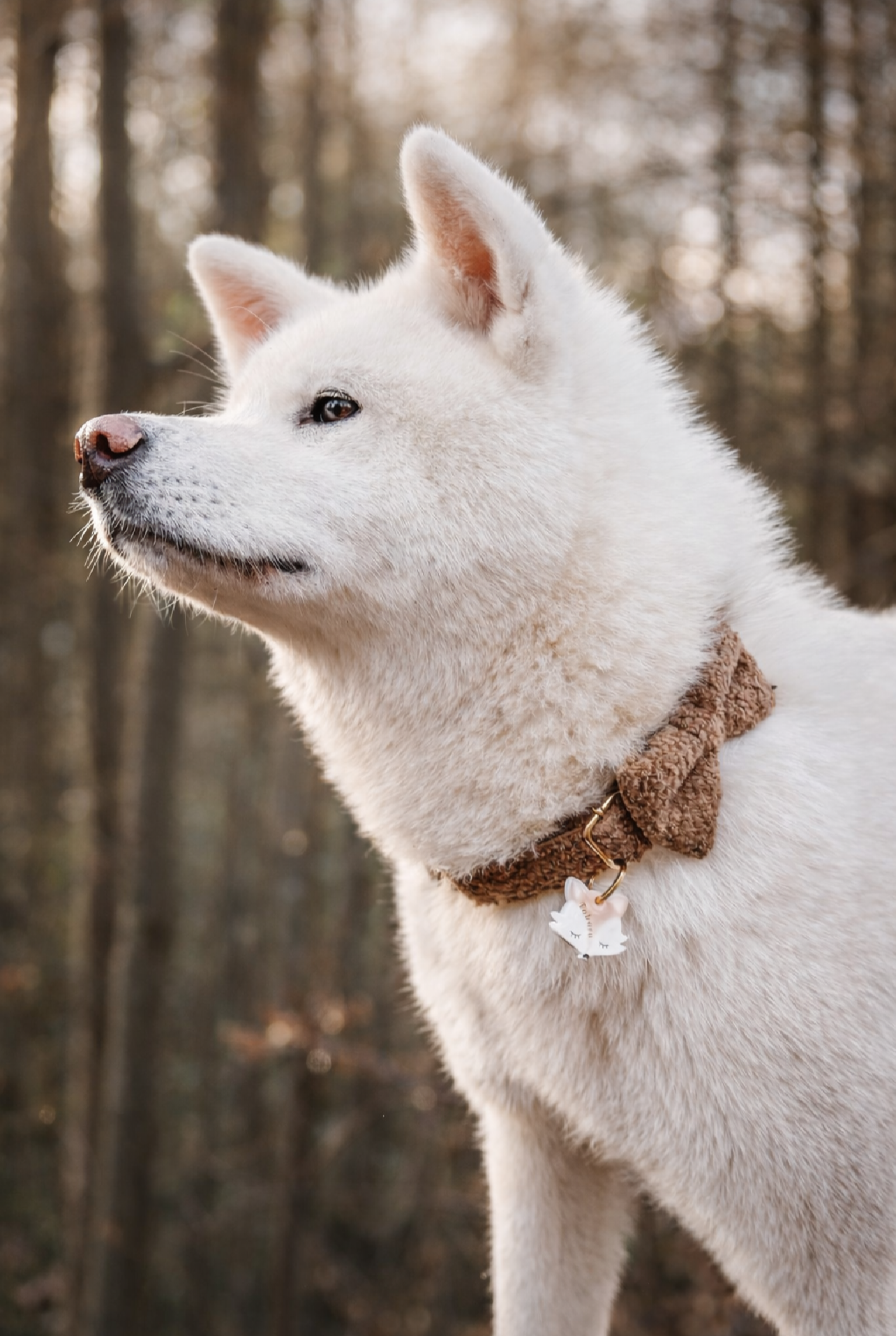 Déclinaison du modèle « Renard » Beige